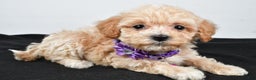 Maltipoo dogs for sale: Carter - Ad 11