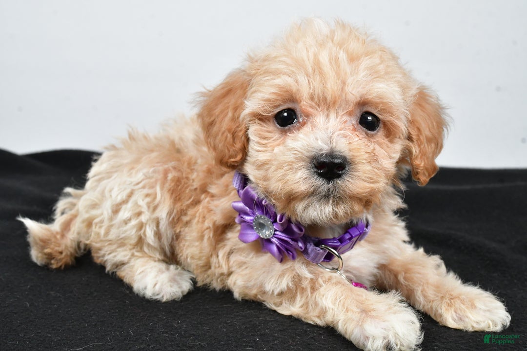 Maltipoo dogs for sale: Carter - Ad 11