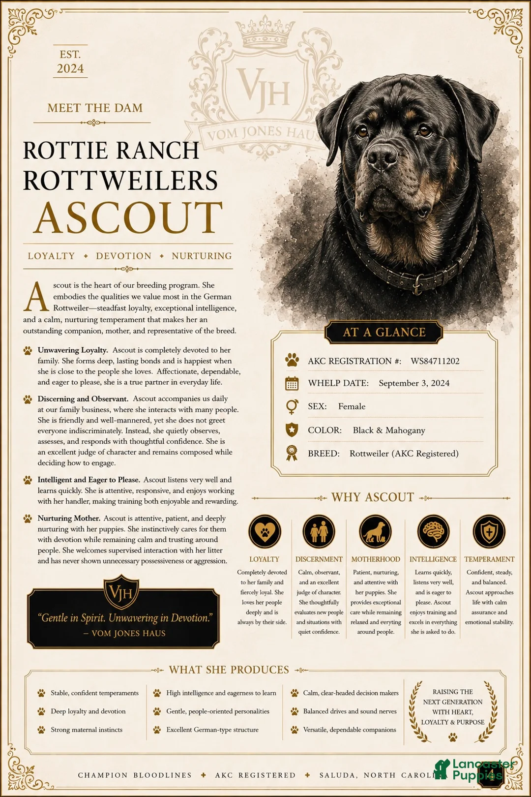 Rottweiler dogs for sale: Ruby - Ad 20