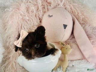 Yochon dogs Yochon Puppy 2 - Ad 1