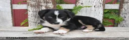 Border Collie dogs for sale: Dixon - Ad 3