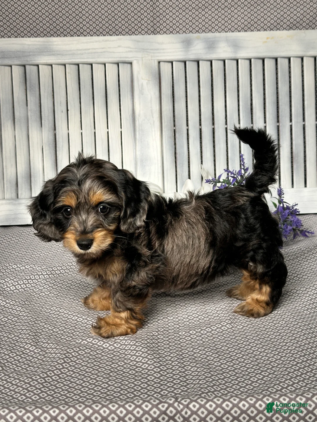 Mixed Breed dogs for sale: Ashley - Ad 4