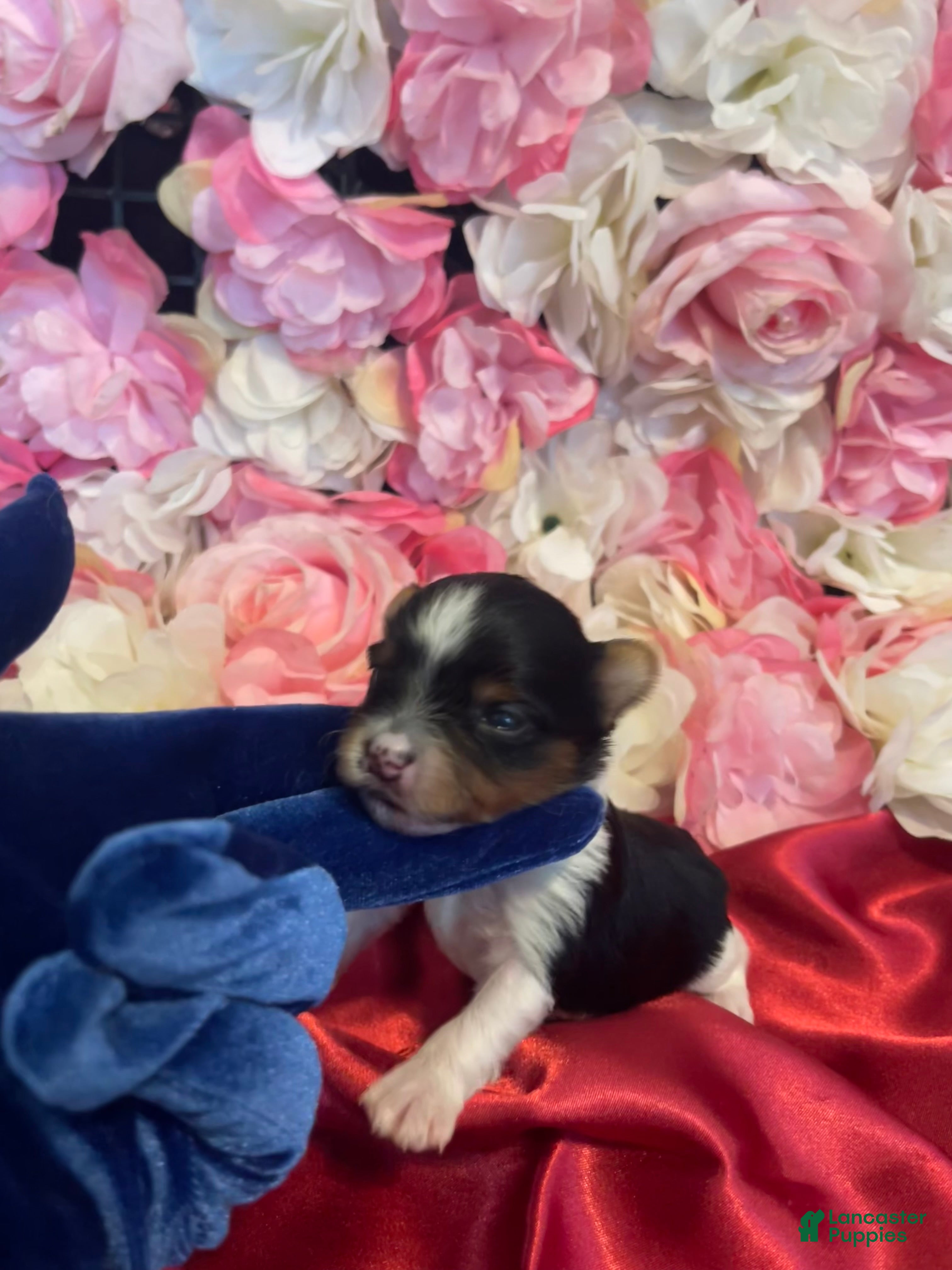 Yorkshire Terrier dogs Fudge - Ad 24