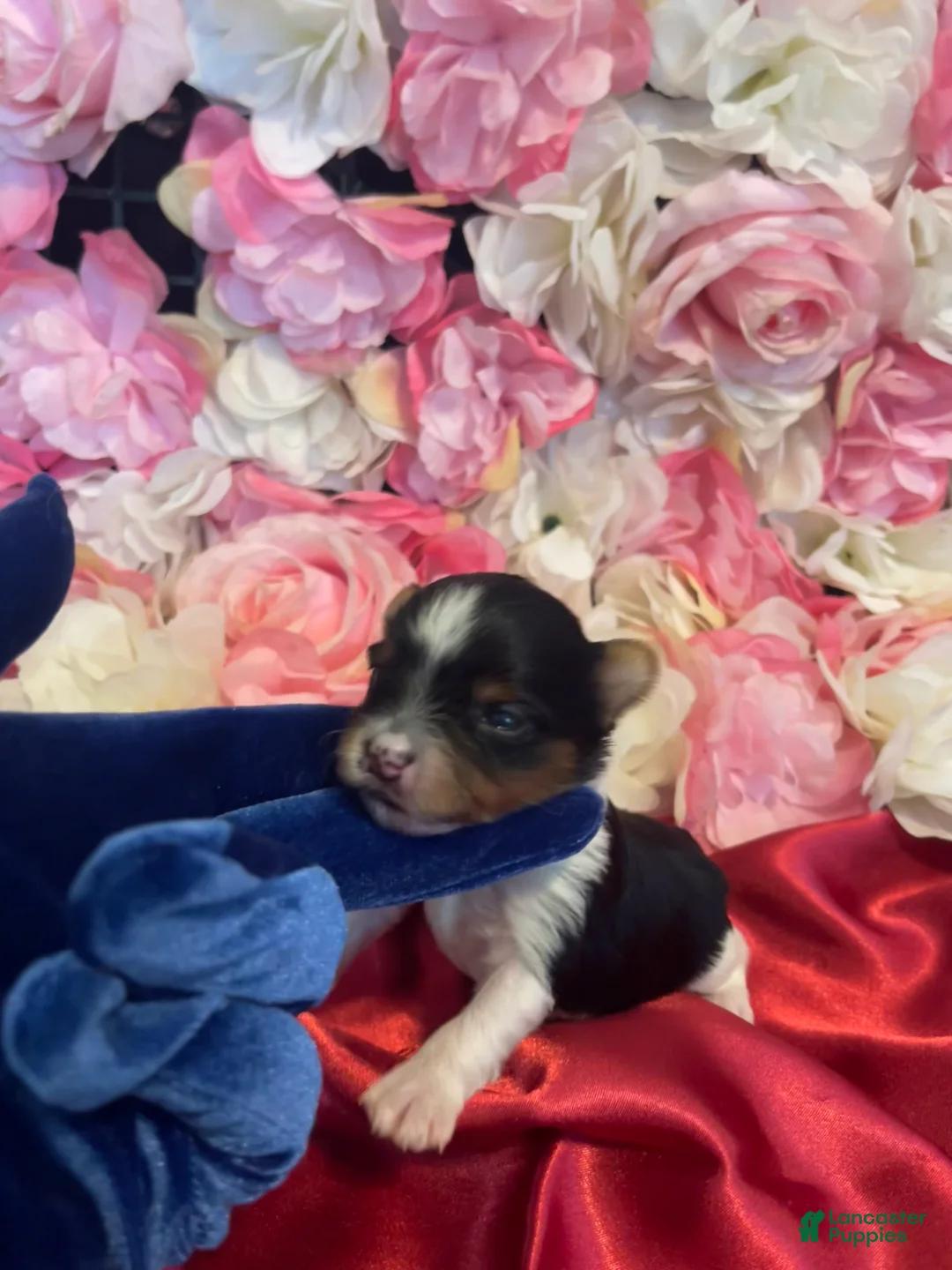 Yorkshire Terrier dogs for sale: Fudge - Ad 1