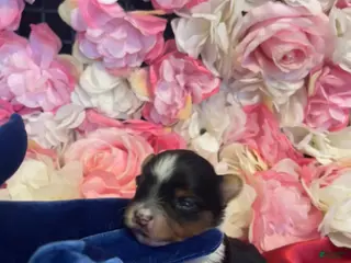 Yorkshire Terrier dogs Fudge - Ad 24