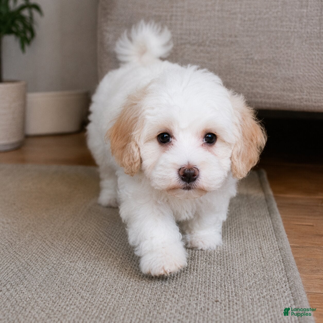 Maltipoo dogs Daisy - Ad 2