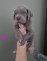 Great Dane Puppy 9