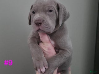 Great Dane dogs Great Dane Puppy 9 - Ad 31