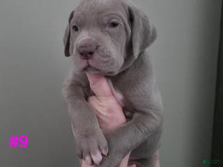 Great Dane dogs Great Dane Puppy 9 - Ad 27