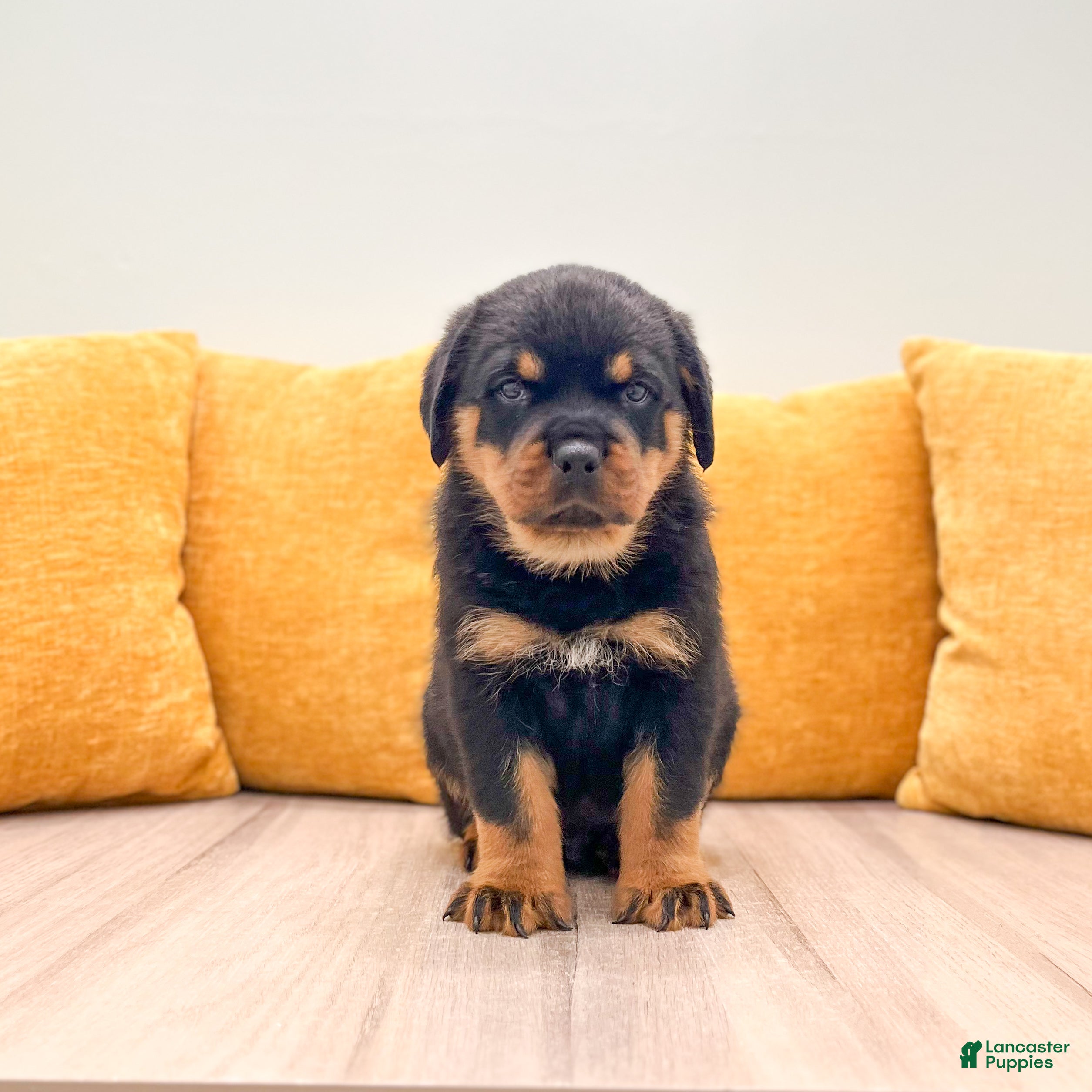 Rottweiler dogs Auggie - Ad 1