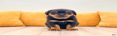 Auggie