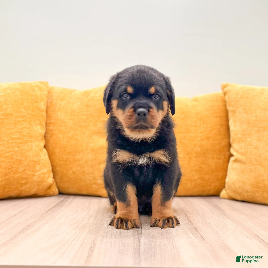 Rottweiler dogs for sale: Auggie - Ad 1