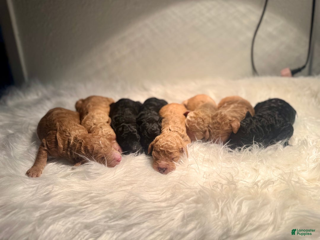 Standard Poodle dogs for sale: Standard Poodle Puppy 6 - Ad 18