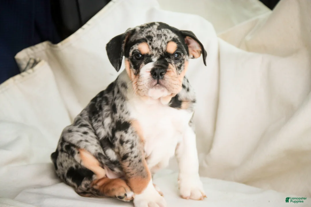 English Bulldog dogs for sale: Glitter - Ad 6