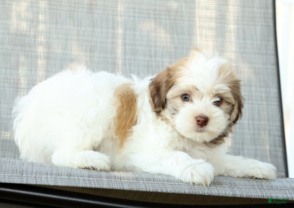 Havanese dogs for sale: Leeda - Ad 7