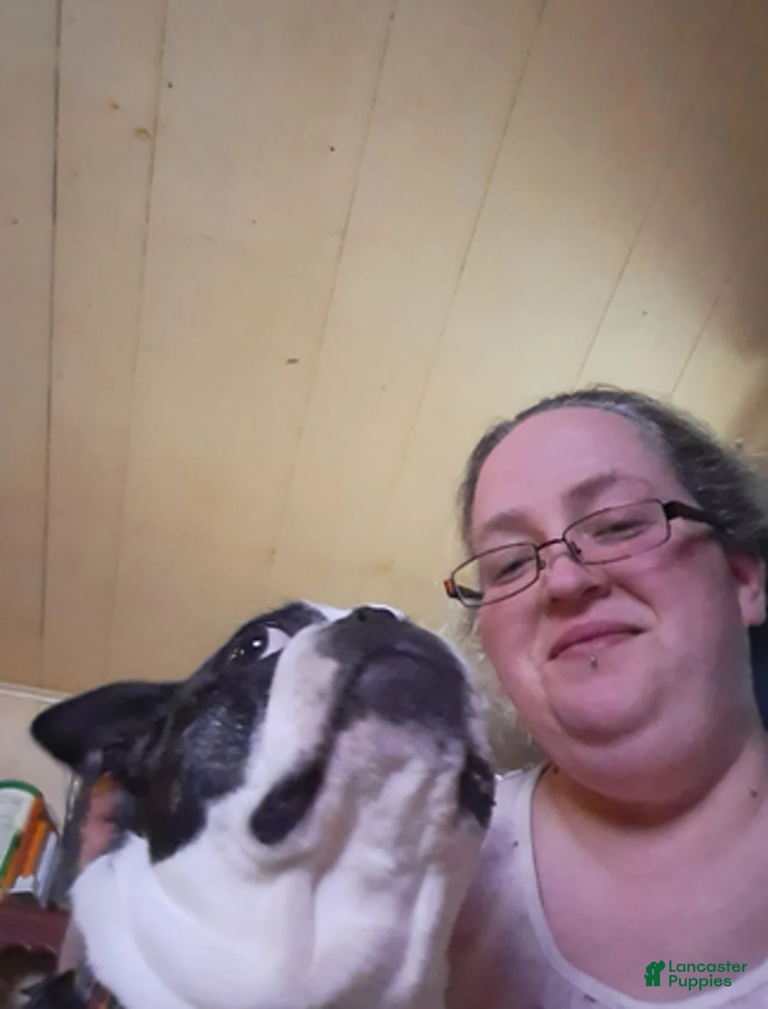 Boston Terrier dogs for sale: Sir Damien Keeper of Hearts - Ad 2