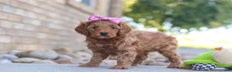 Mini Goldendoodle dogs for sale: Evalyn - Ad 3