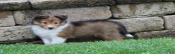 Shetland Sheepdog dogs for sale: Liberity - Ad 6