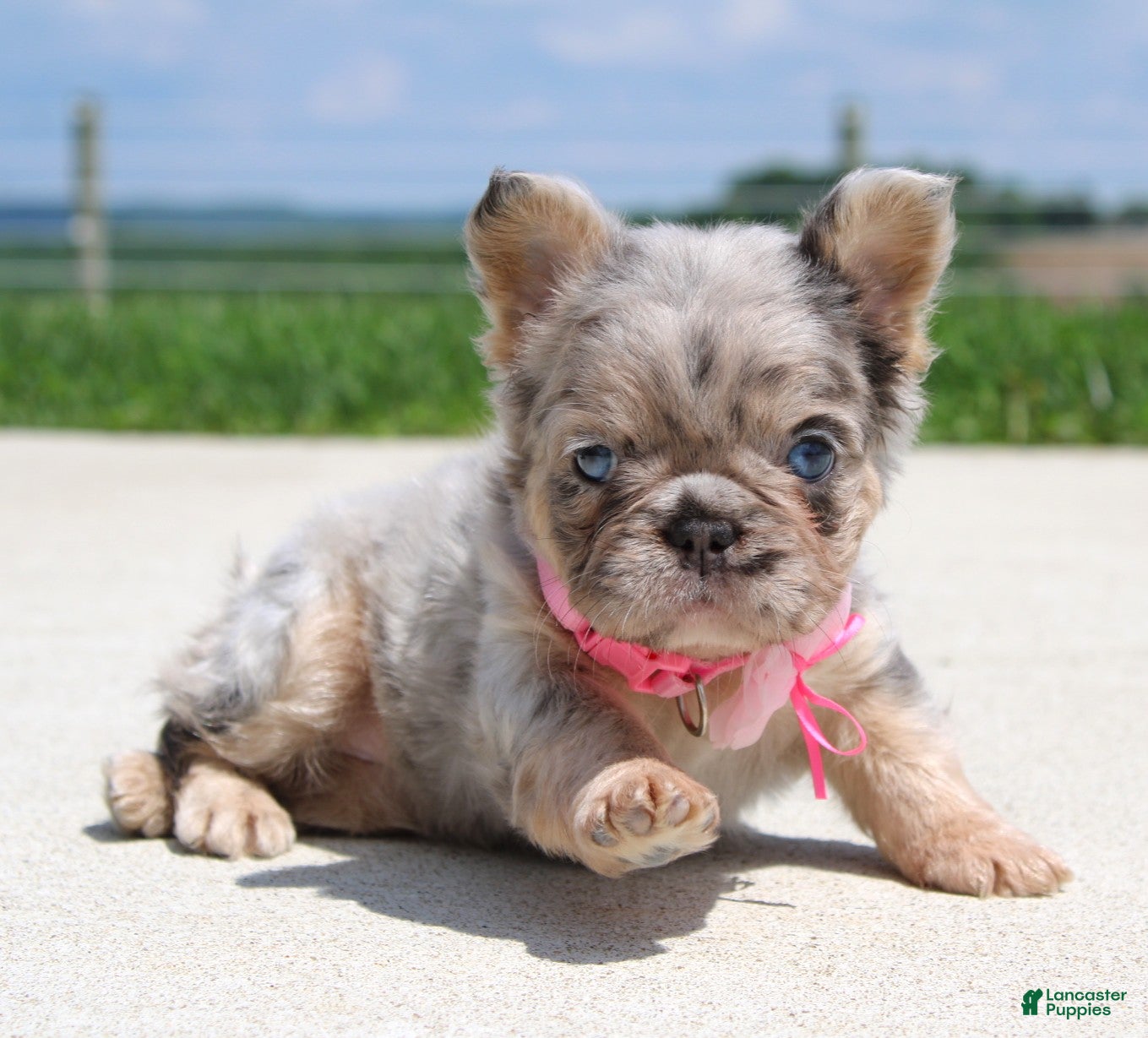 French Bulldog dogs Macie - Ad 1