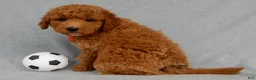 Mini Goldendoodle dogs for sale: Betsie - Ad 6