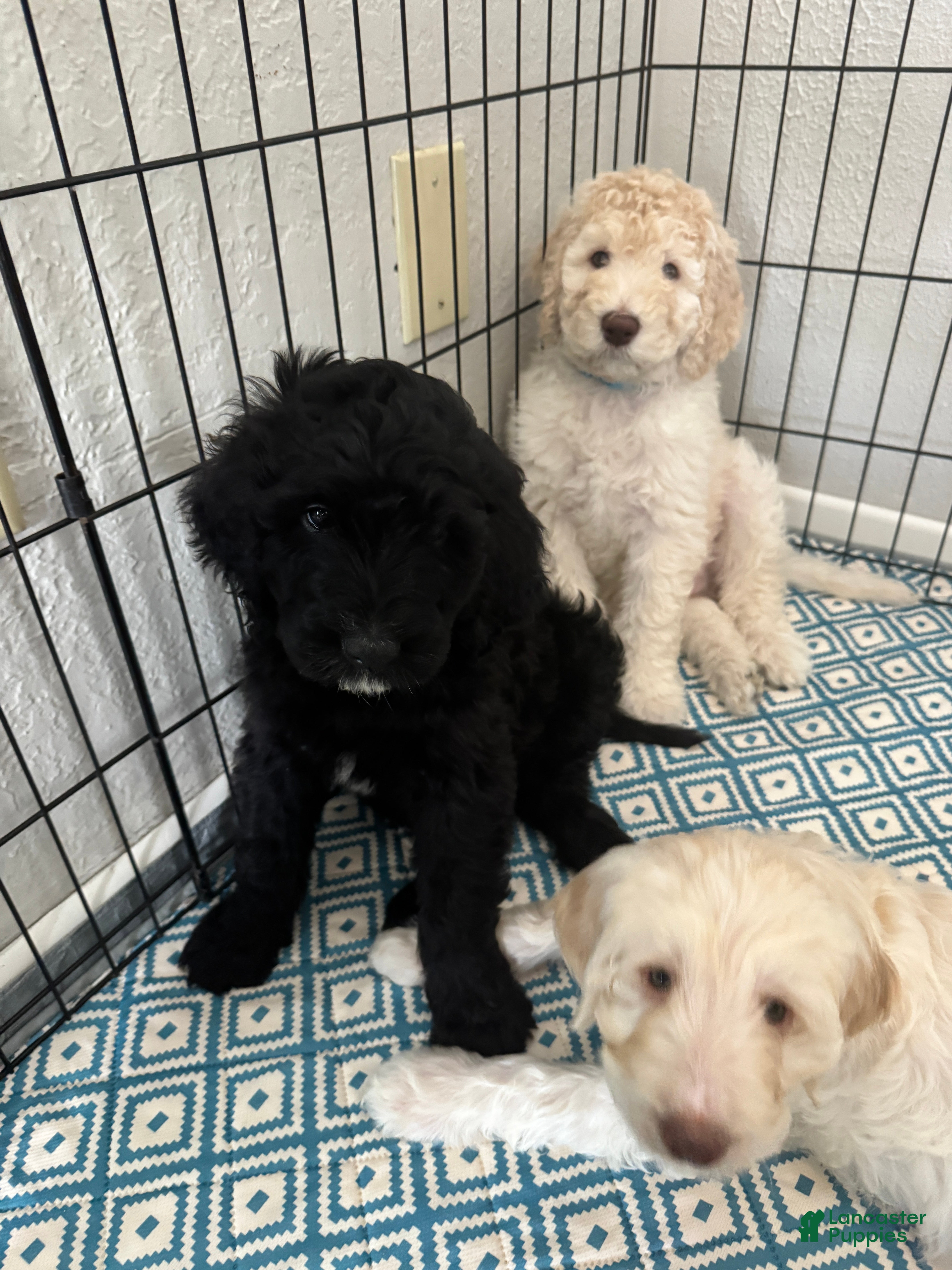 Labradoodle dogs Labradoodle Puppy 2 - Ad 11