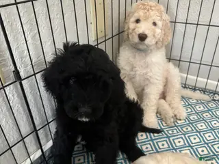 Labradoodle dogs Labradoodle Puppy 2 - Ad 11
