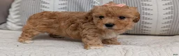 Havapoo dogs for sale: Tara - Ad 8