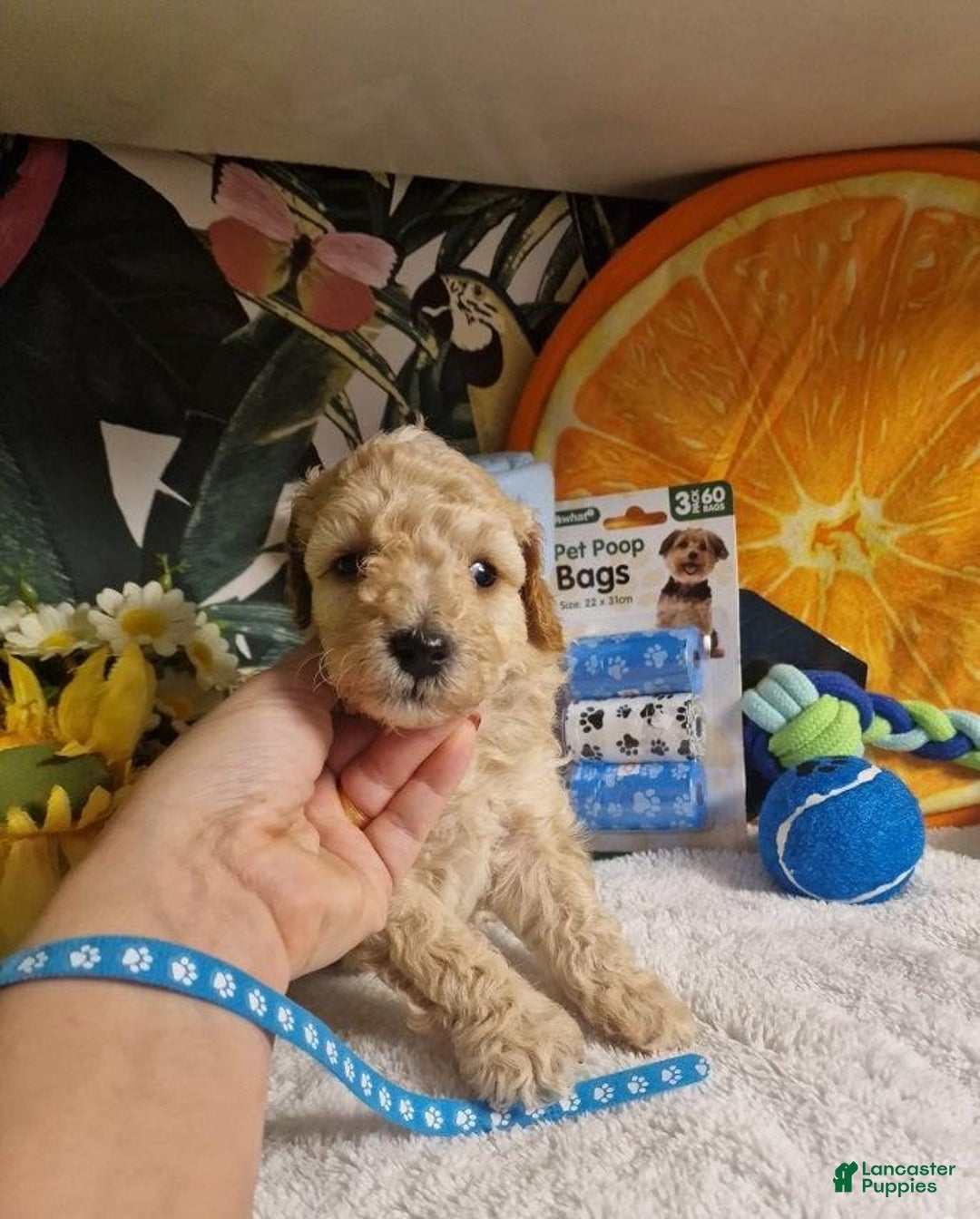 Maltipoo dogs for sale: Billy - Ad 13