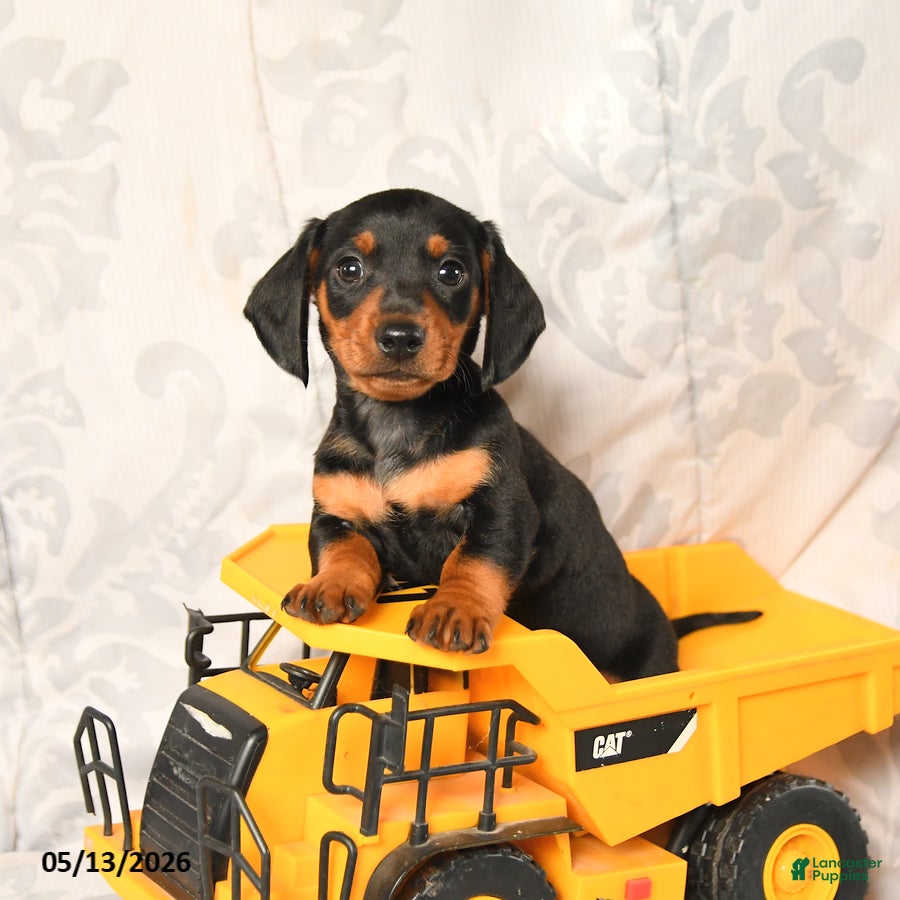 Miniature Dachshund dogs Leslie - Ad 1