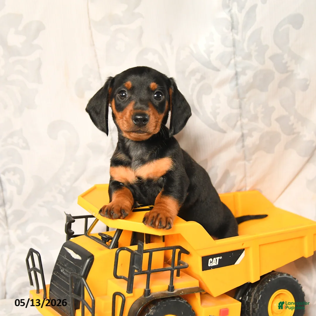 Miniature Dachshund dogs for sale: Leslie - Ad 1