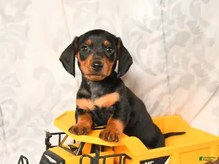 Miniature Dachshund dogs for sale: Leslie - Ad 3
