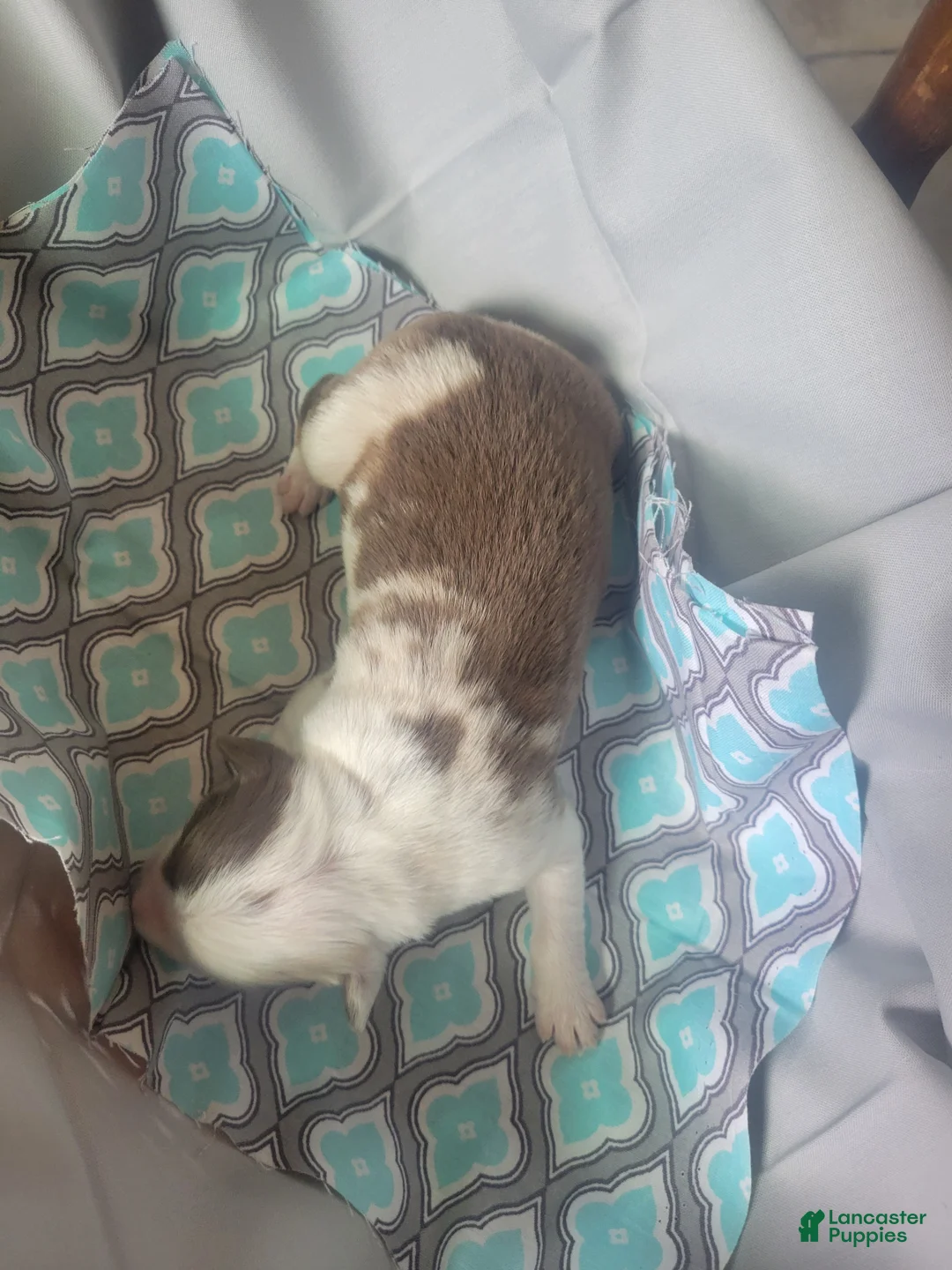 Australian Shepherd dogs for sale: Australian Shepherd 4 - Ad 2