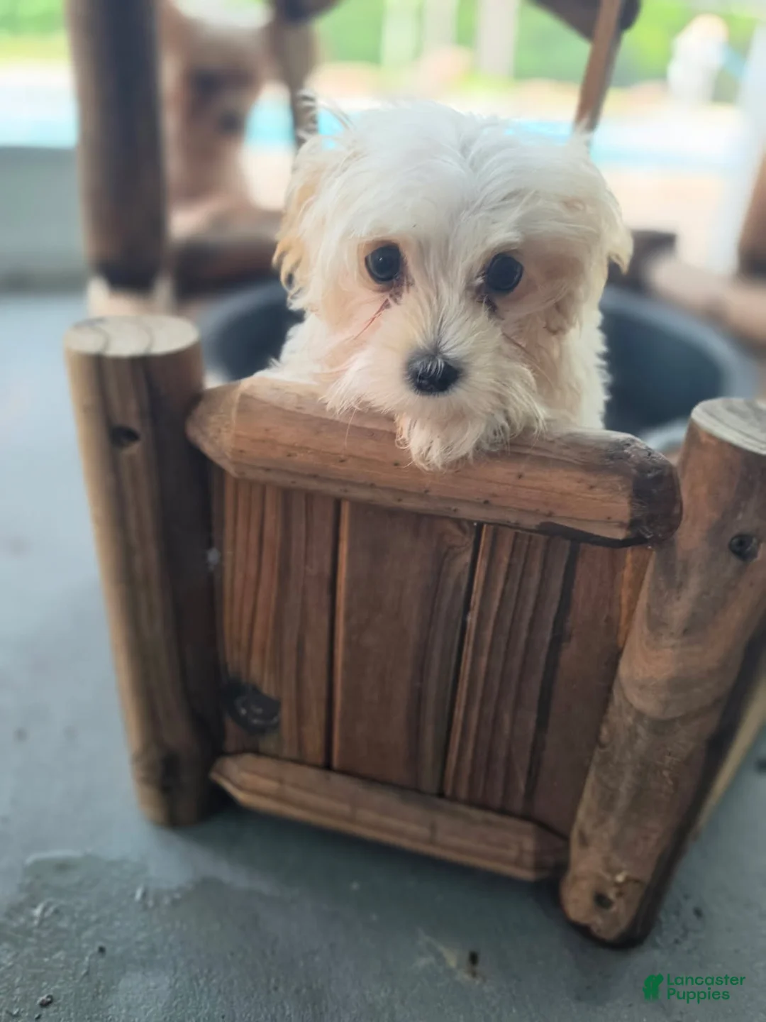 Morkie dogs for sale: Boy 1 - Ad 1