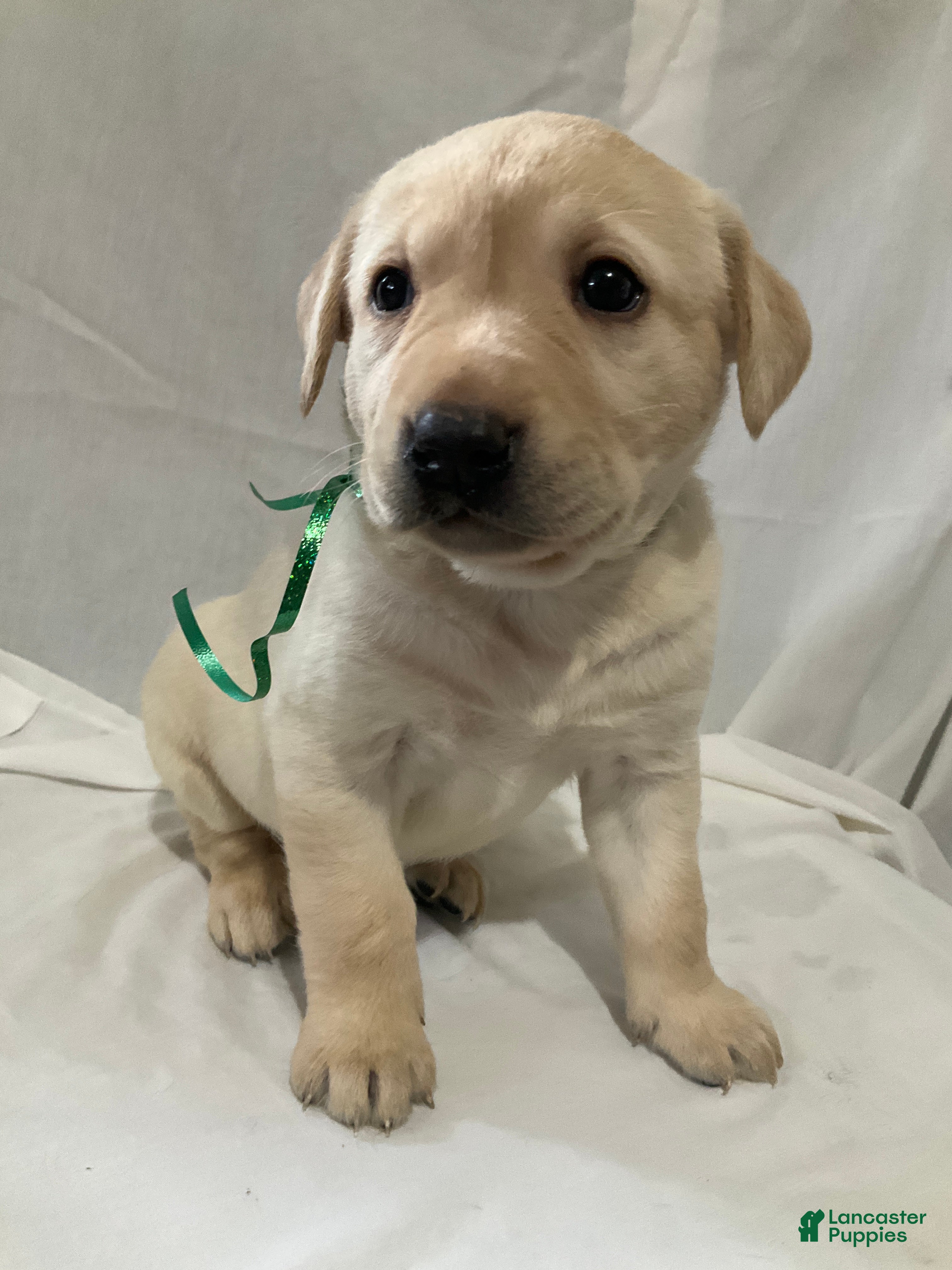 Labrador Retriever dogs Abby - Ad 36