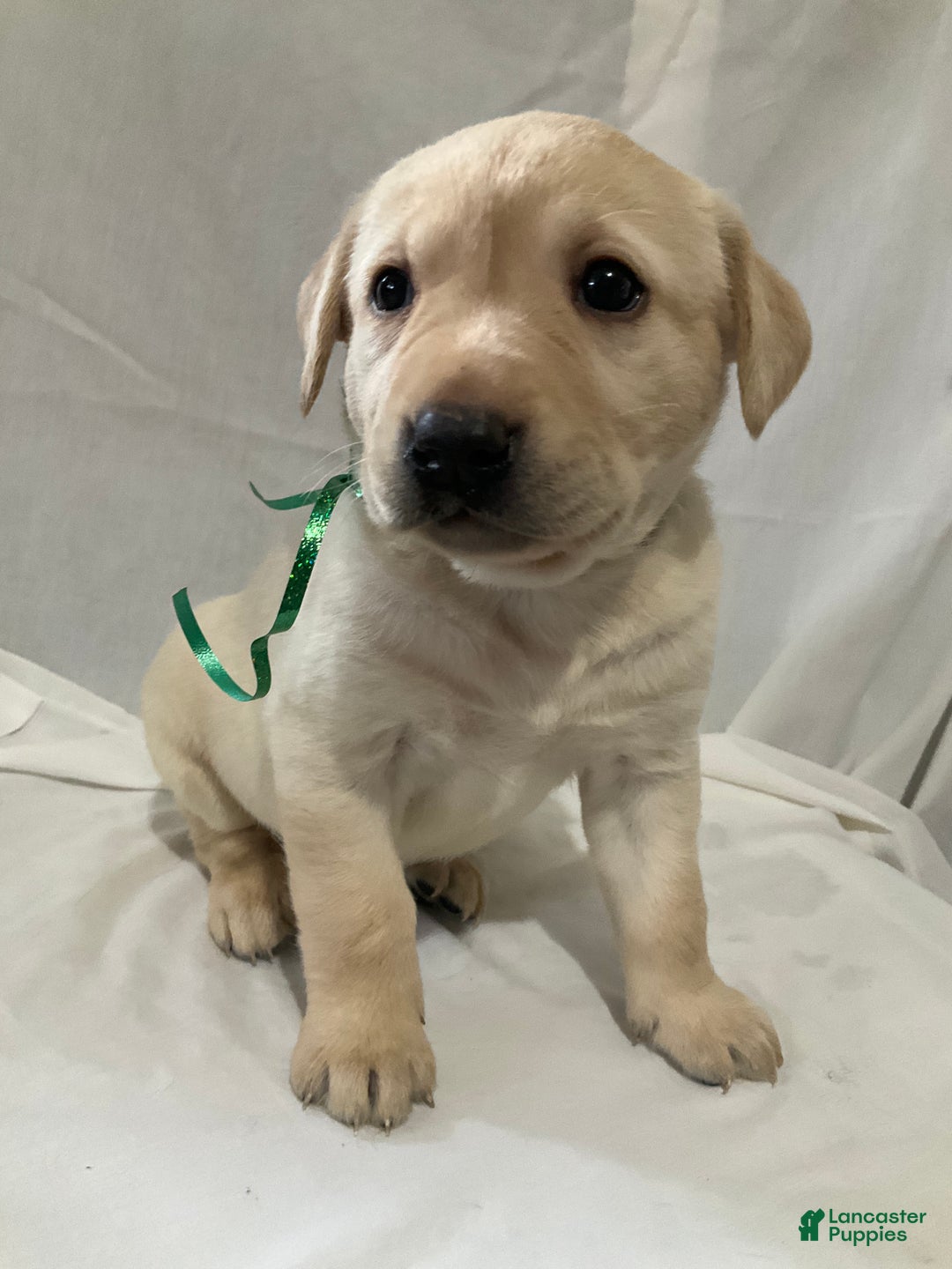 Labrador Retriever dogs for sale: Abby - Ad 1
