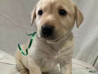 Labrador Retriever dogs Abby - Ad 14