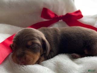 Miniature Dachshund dogs for sale: Oscar - Ad 2