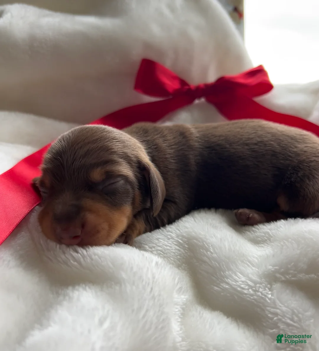 Miniature Dachshund dogs for sale: Oscar - Ad 13