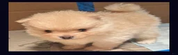 Pomeranian dogs for sale: Prince - Ad 2