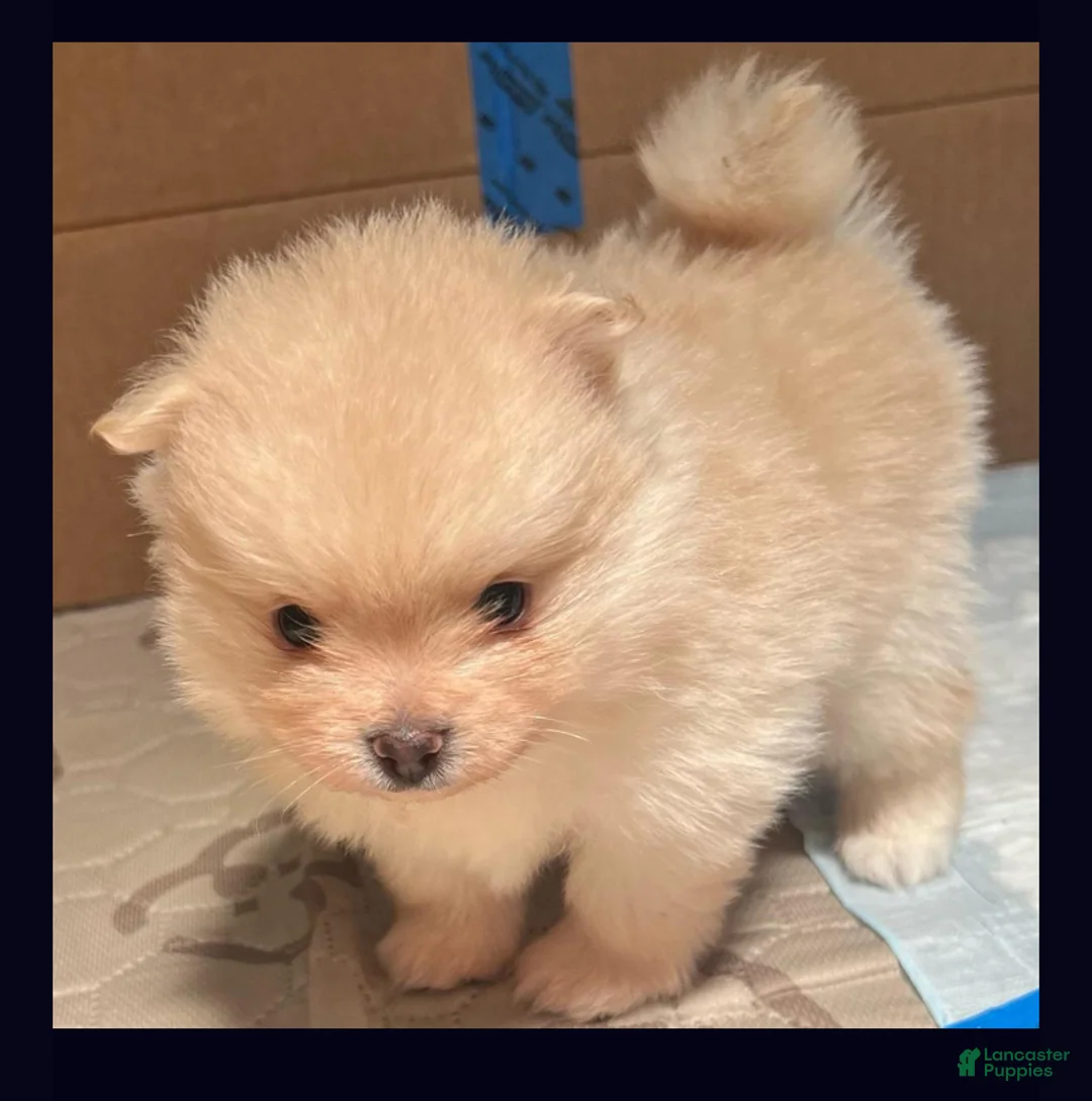 Pomeranian dogs for sale: Prince - Ad 2