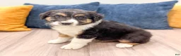 Australian Shepherd dogs for sale: Sandy - Ad 6