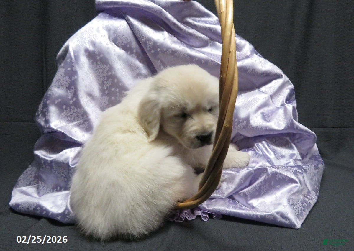 Golden Retriever dogs Sugar - Ad 2