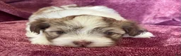Havanese dogs for sale: Brownie - Ad 2