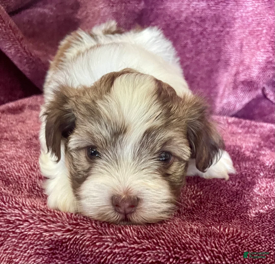 Havanese dogs for sale: Brownie - Ad 2
