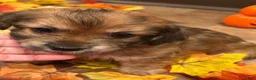 Mixed Breed dogs for sale: Mixed Breed 1 - Ad 3