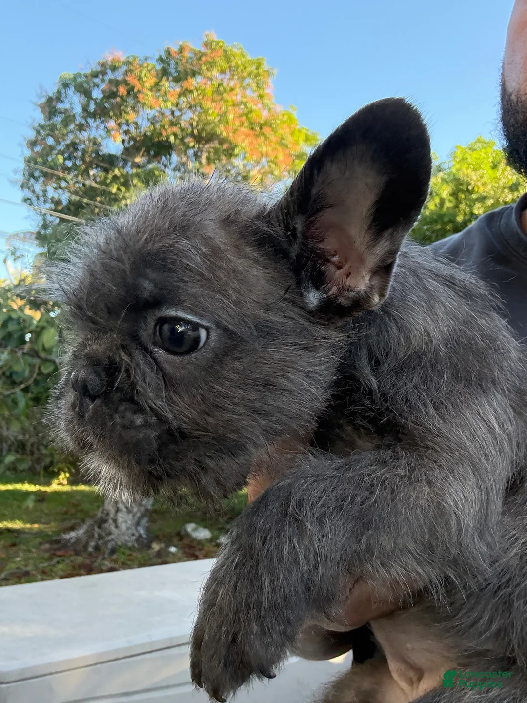 French Bulldog dogs for sale: French Bulldog Puppy 2 - Ad 2