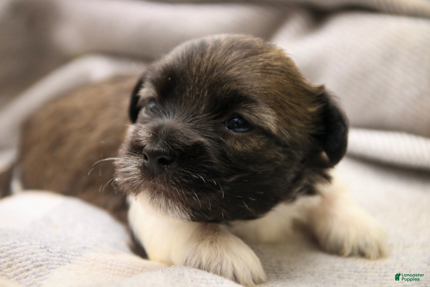 Havanese dogs Orion Havanese  - Ad 1