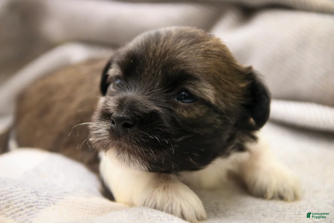 Havanese dogs for sale: Orion Havanese  - Ad 1