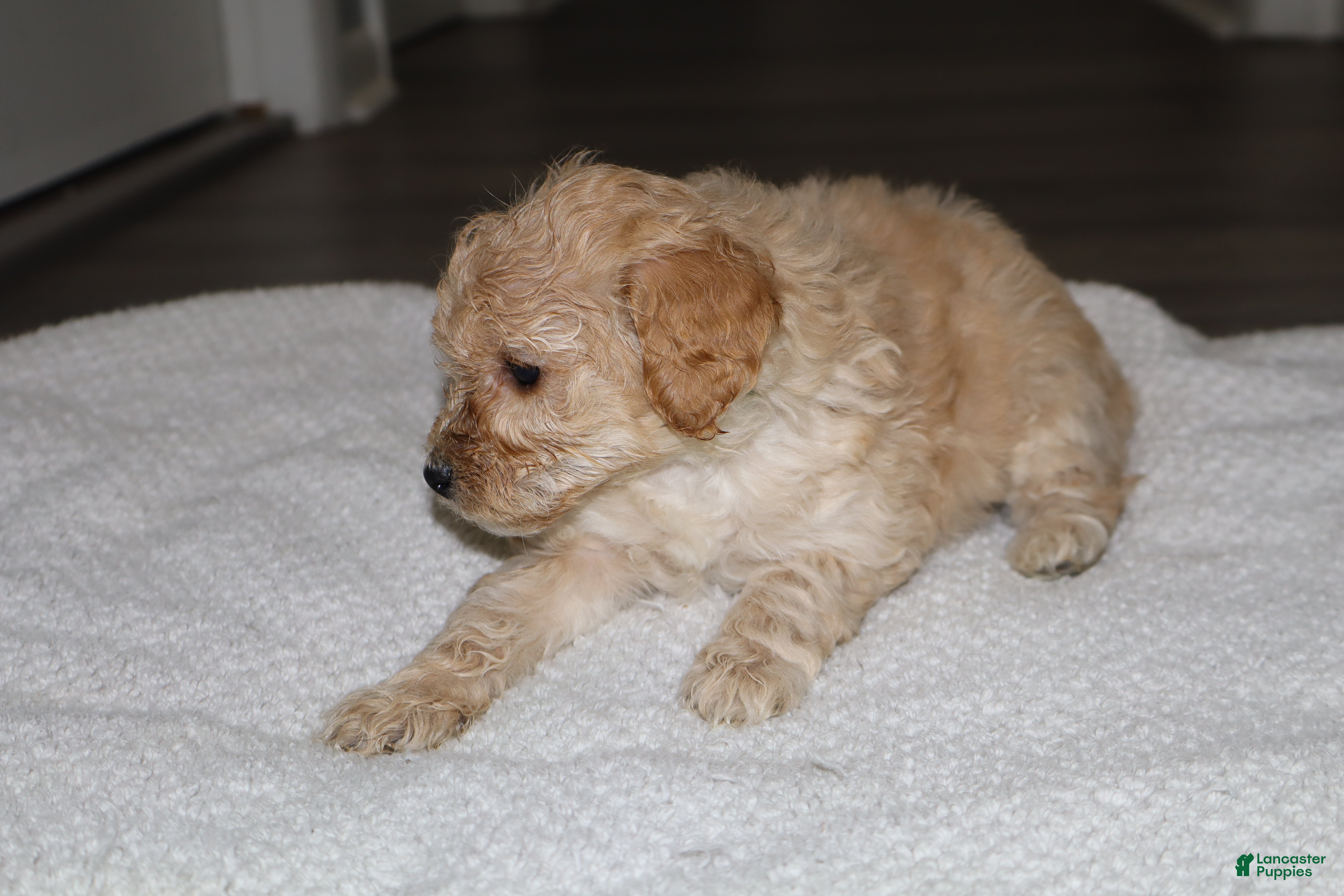 Miniature Poodle dogs for sale: Miniature Poodle Puppy 2 - Ad 1