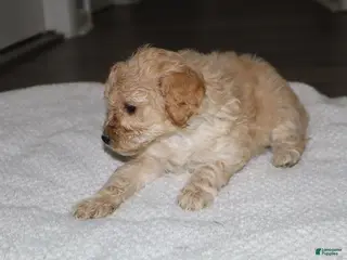 Miniature Poodle dogs Miniature Poodle Puppy 2 - Ad 1